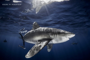Oceanic Whitetip Shark curving through the water by Ken Kiefer 